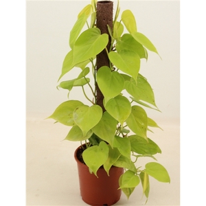 PHILODENDRON LIME kratiste klimstok 50CM