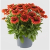 Gaillardia Aristata, Guapa Red