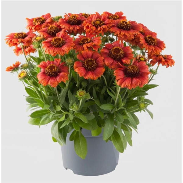 Gaillardia Aristata, Guapa Red