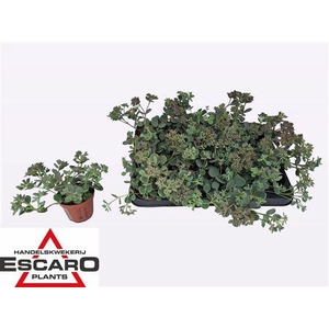 Sedum Sieboldii P8.5 Xl