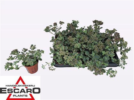 <h4>Sedum Sieboldii P8.5 Xl</h4>