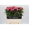 Paeonia Dr A Fleming