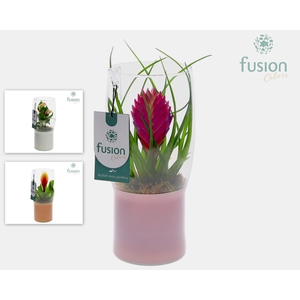 Green Bottle Tulp vaas met Mix planten