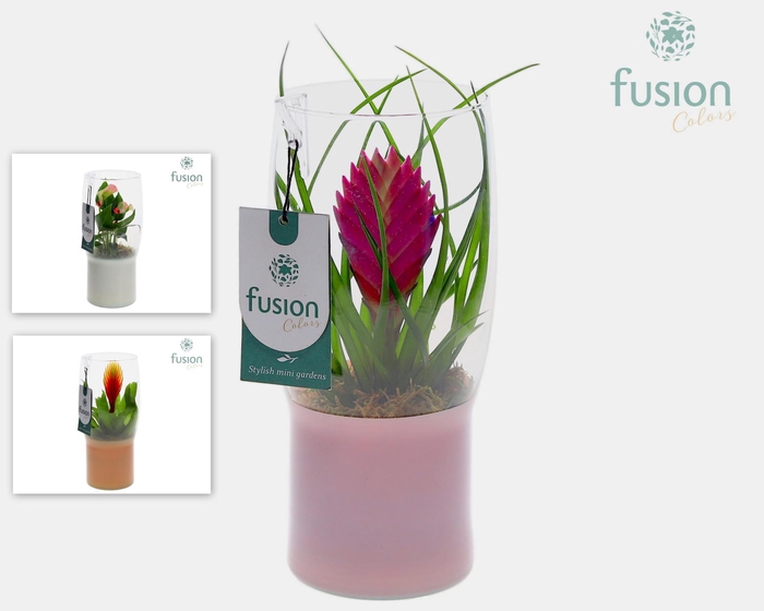 <h4>Green Bottle Tulp vaas met Mix planten</h4>