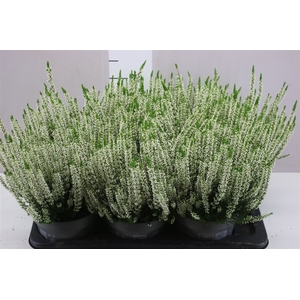 Calluna Beauty Lady Wit