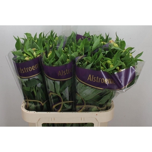Alstroemeria  'Bali'