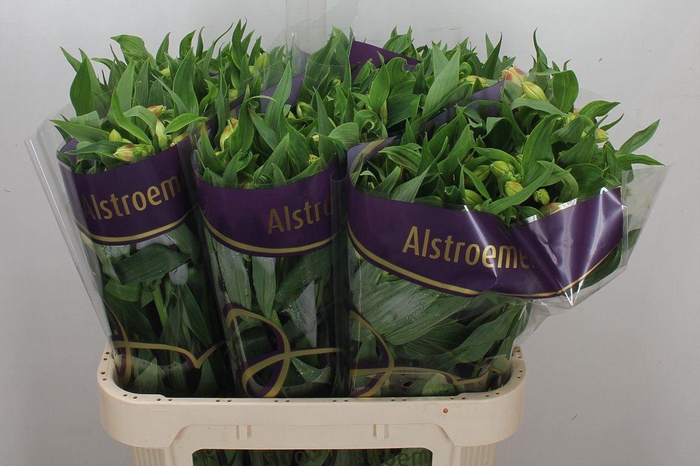 <h4>Alstroemeria  'Bali'</h4>