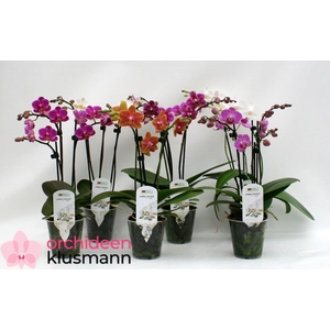 PHAL GEM