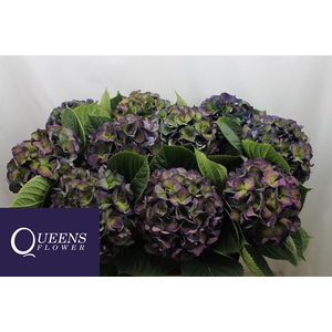 Hydrangea royal king classic