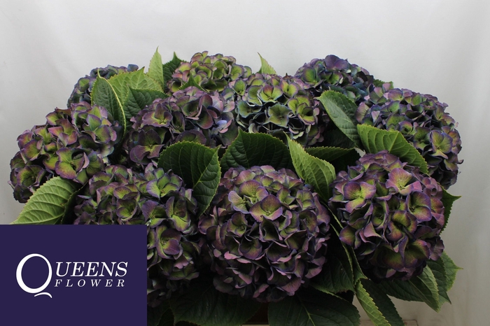 <h4>Hydrangea royal king classic</h4>