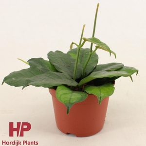 Hoya Villosa P12