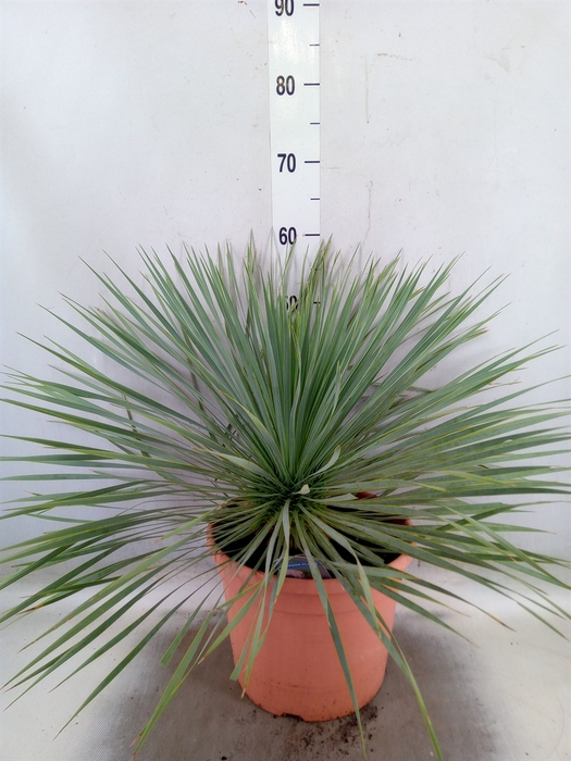 <h4>Yucca rostrata</h4>