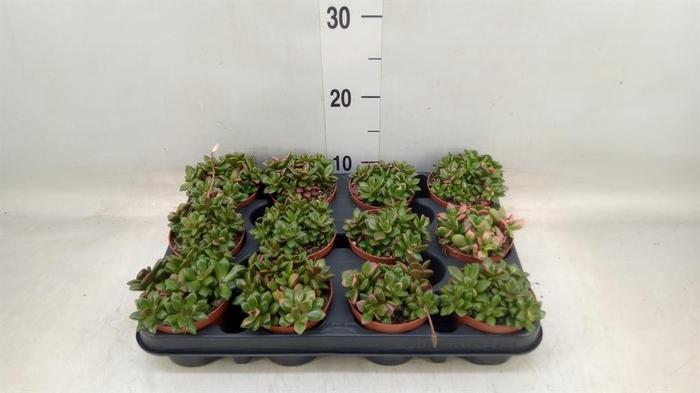 <h4>Succulents   ...</h4>