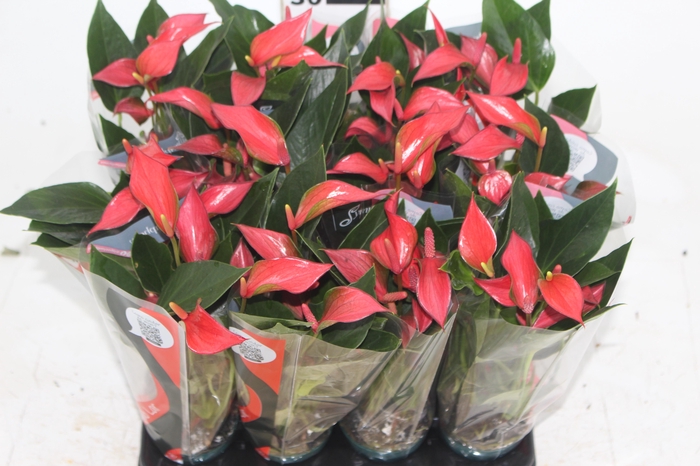 <h4>ANTHURIUM TRILLIONS RED P06</h4>