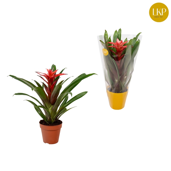 <h4>Guzmania Libby Roze (Met Hoes)</h4>