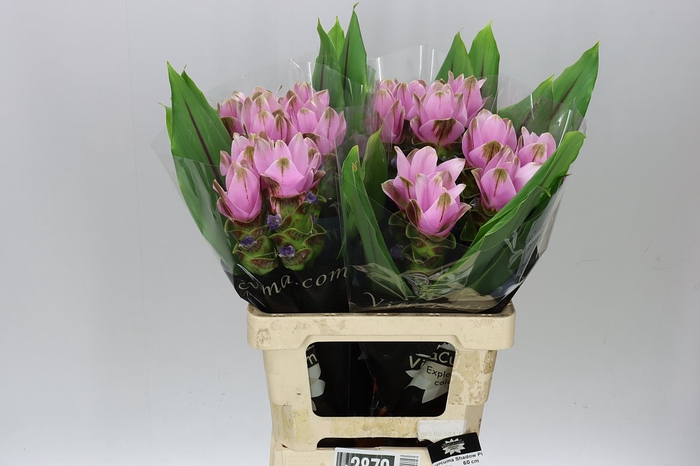 <h4>Curcuma Siam Pink Shadow</h4>