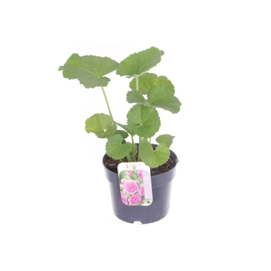 Alcea rosea Chart. Double Rose