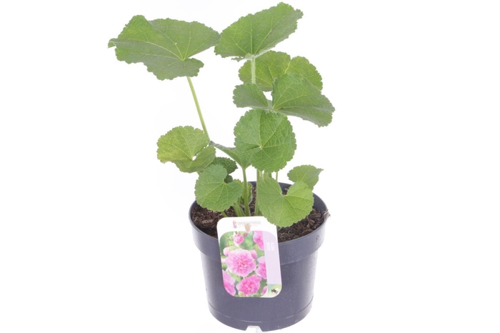 <h4>Alcea rosea Chart. Double Rose</h4>