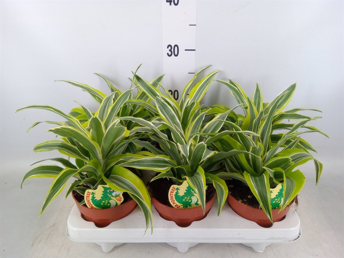 <h4>Dracaena frag. 'Surprise'</h4>