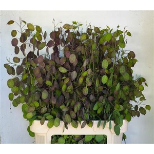 Lunaria Ann Paarse Penning