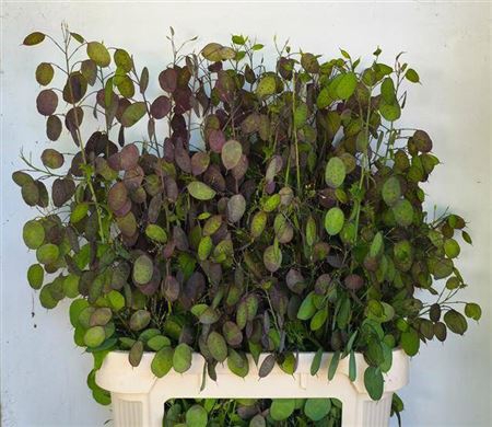 <h4>Lunaria Ann Paarse Penning</h4>