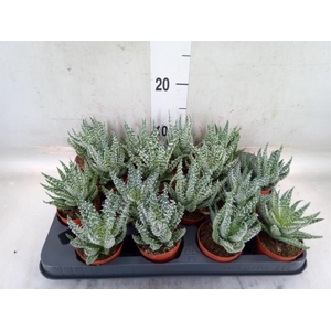 Aloe humilis