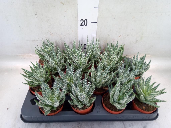 <h4>Aloe humilis</h4>