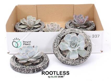 <h4>ARR SUCCULENTEN</h4>