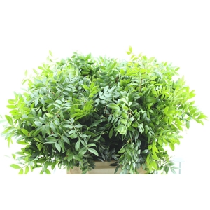 Pistache 40 Cm Short