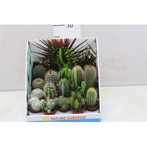 Cactus Gemengd Showdoos