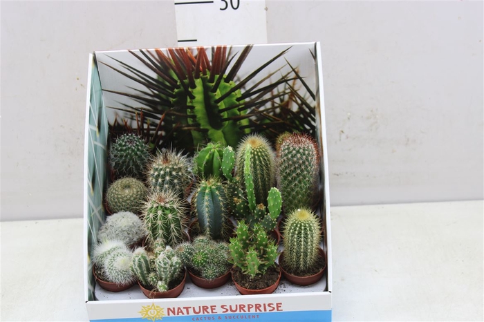 <h4>Cactus Gemengd Showdoos</h4>