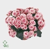 Begonia Borias P14 Dolc'Amore® Kraft