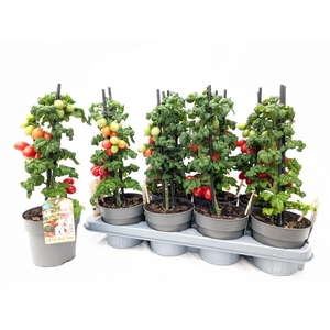 TOMATENPLANTEN