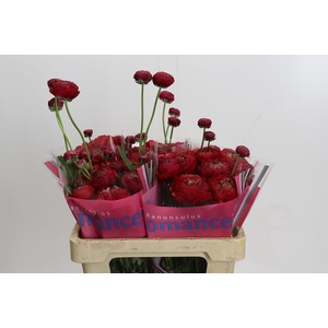 Ranunculus Romance Odon