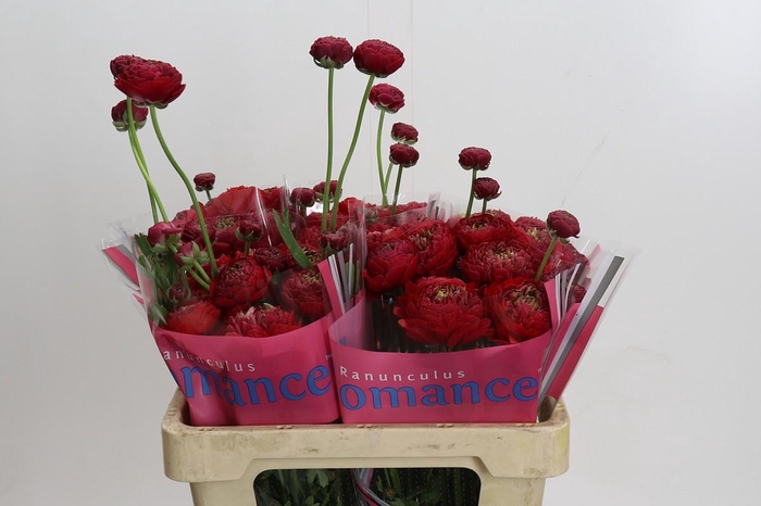 <h4>Ranunculus Romance Odon</h4>