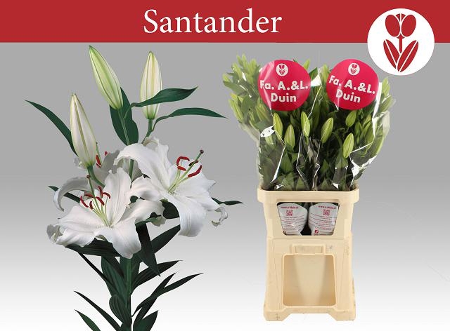 <h4>LI OR SANTANDER</h4>