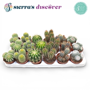 Discover® - Granada Cactus Mix (Prime)