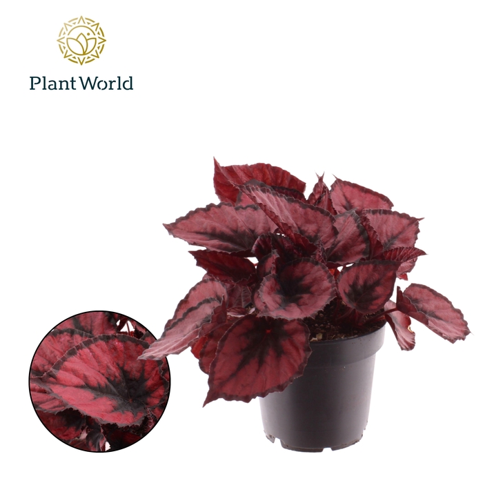 <h4>Begonia rex Red Kiss</h4>
