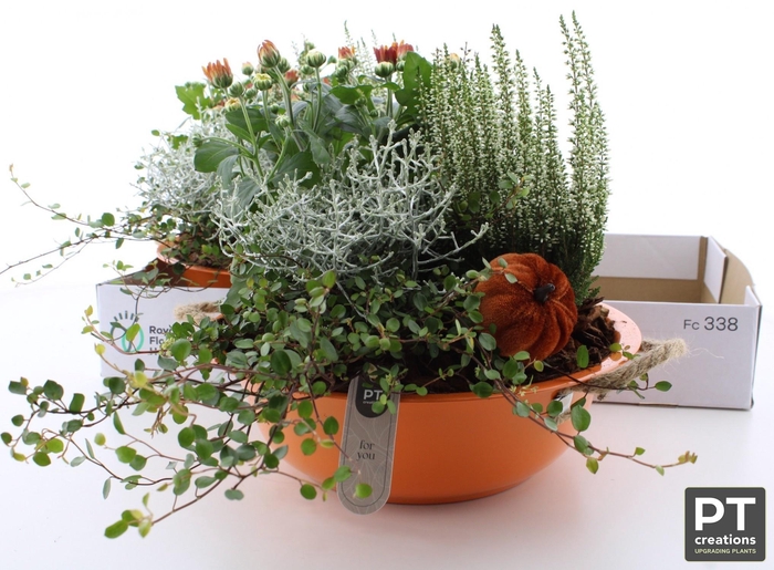 <h4>ARR TUINPLANTEN</h4>