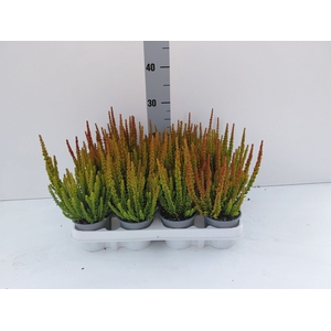 Calluna vulg. 'Skyline Barcelona'