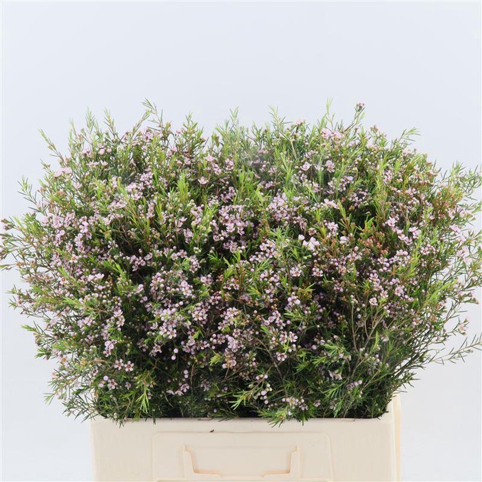 <h4>Chamelaucium Romi</h4>