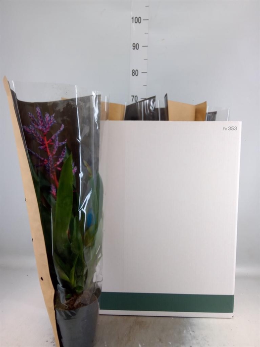 <h4>Aechmea  'Blue Rain'</h4>