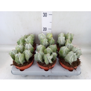 Cactus   ...