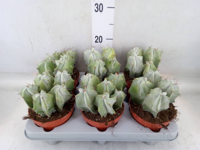 <h4>Cactus   ...</h4>