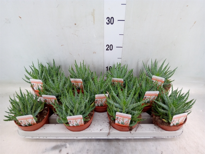 <h4>Aloe humilis</h4>