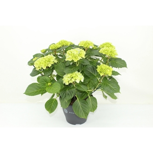 Hydrangea Hi River blue (Hortensia)