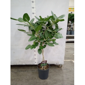 Ficus benghalensis 'Audrey'