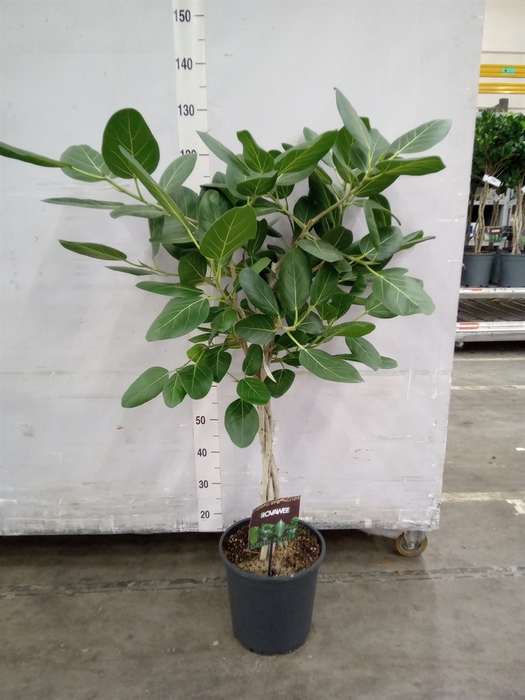 <h4>Ficus benghalensis 'Audrey'</h4>