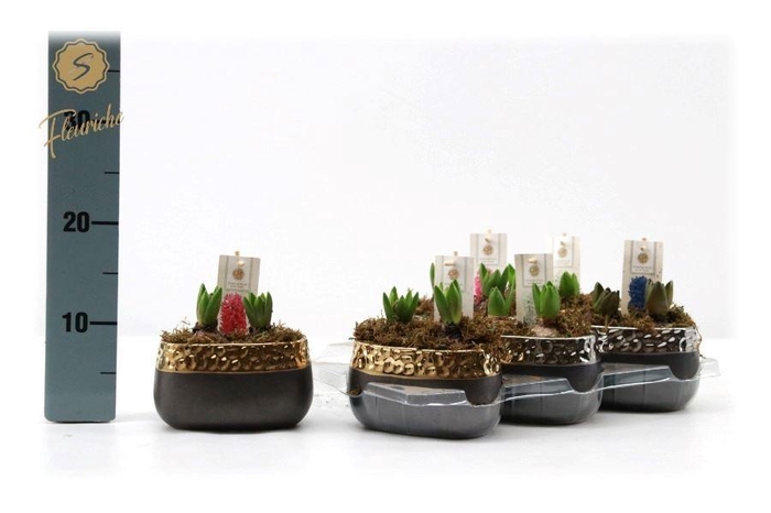 <h4>Arr Hyacinth H%</h4>