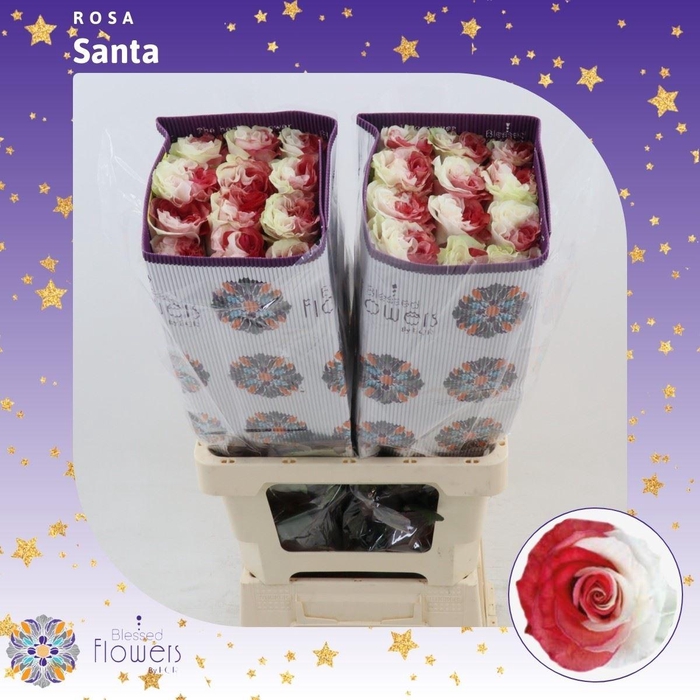 <h4>Rosa gr Colored Santa</h4>